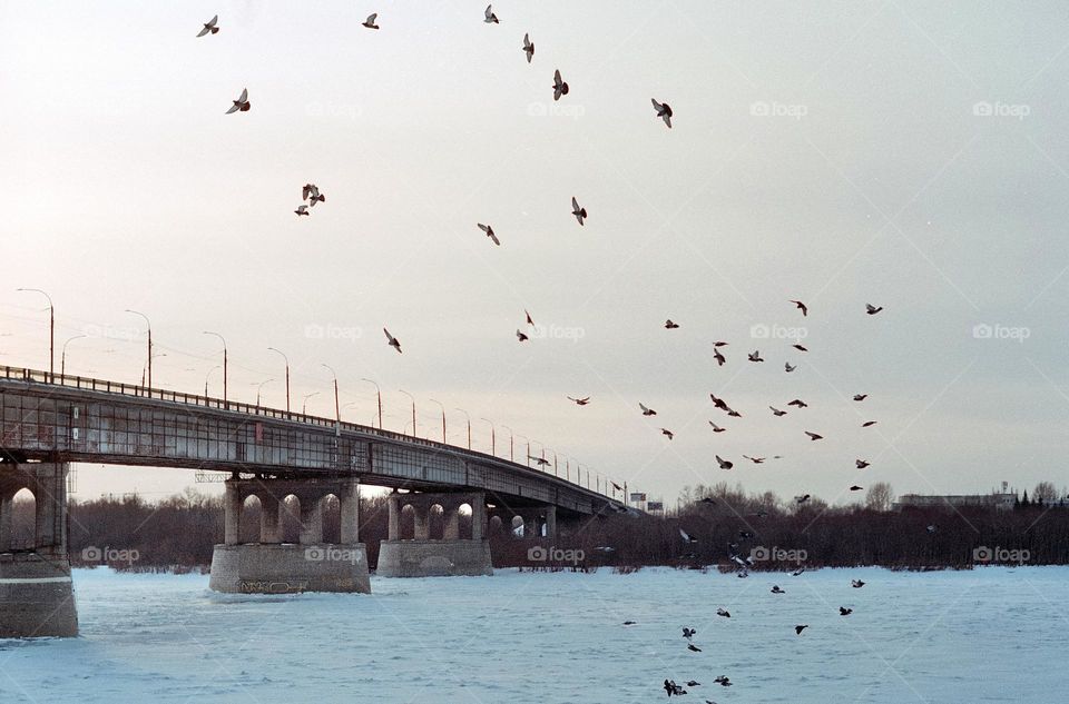 Birds are flying next to the bridge 