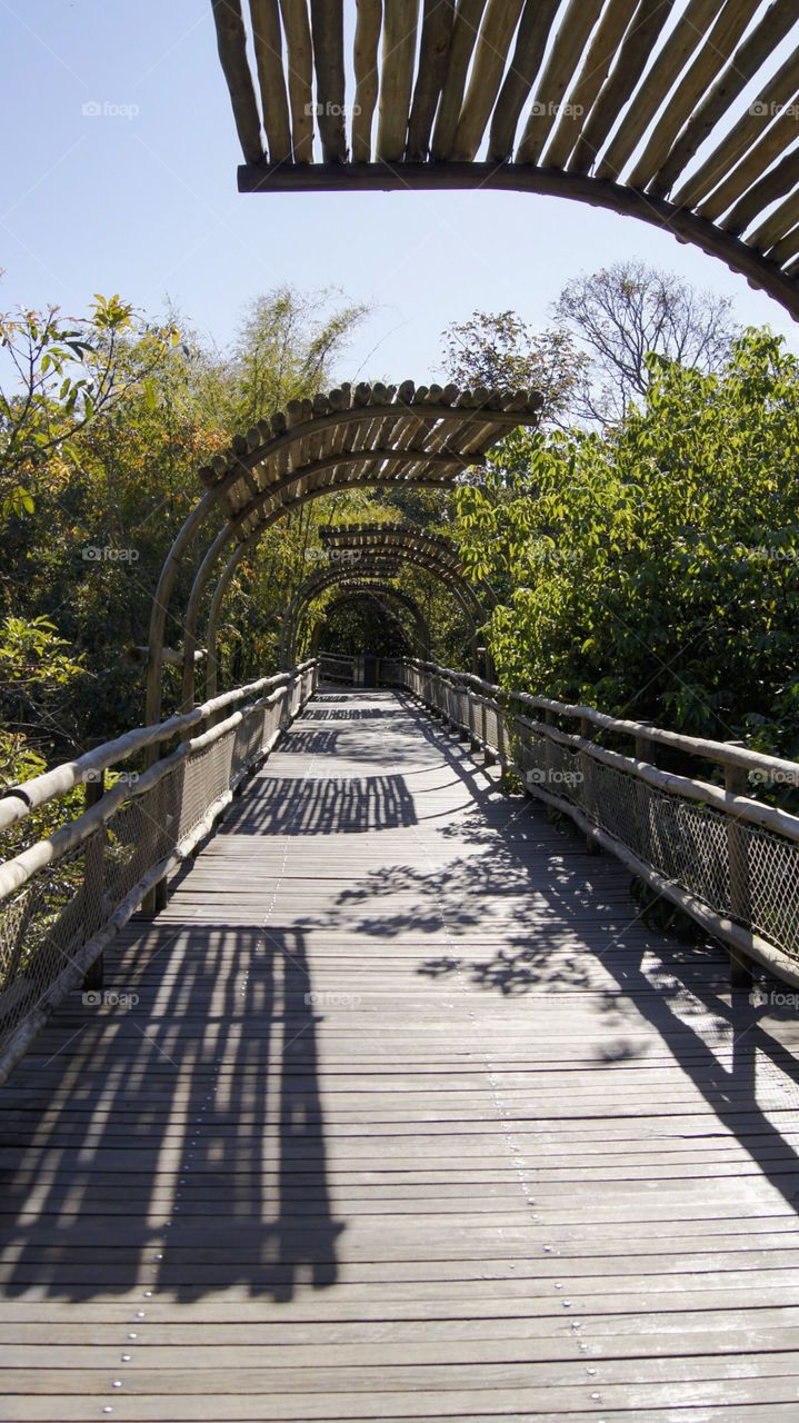 Bamboo bridge 