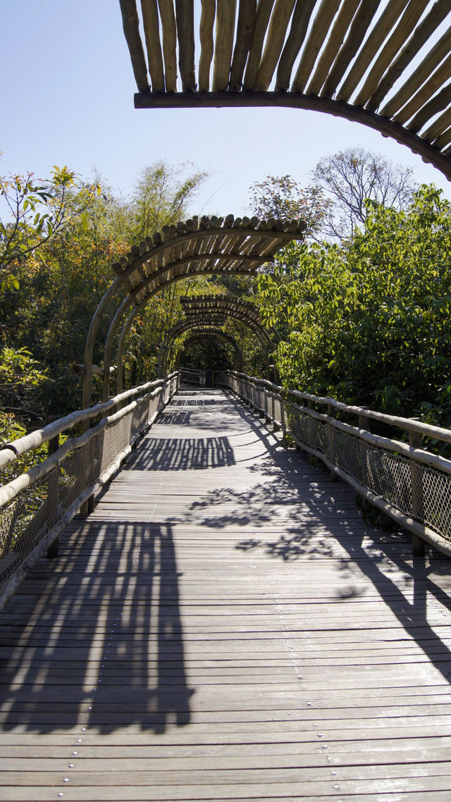 Bamboo bridge 
