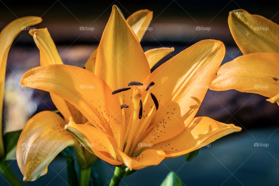 Orange Lily in the Garden