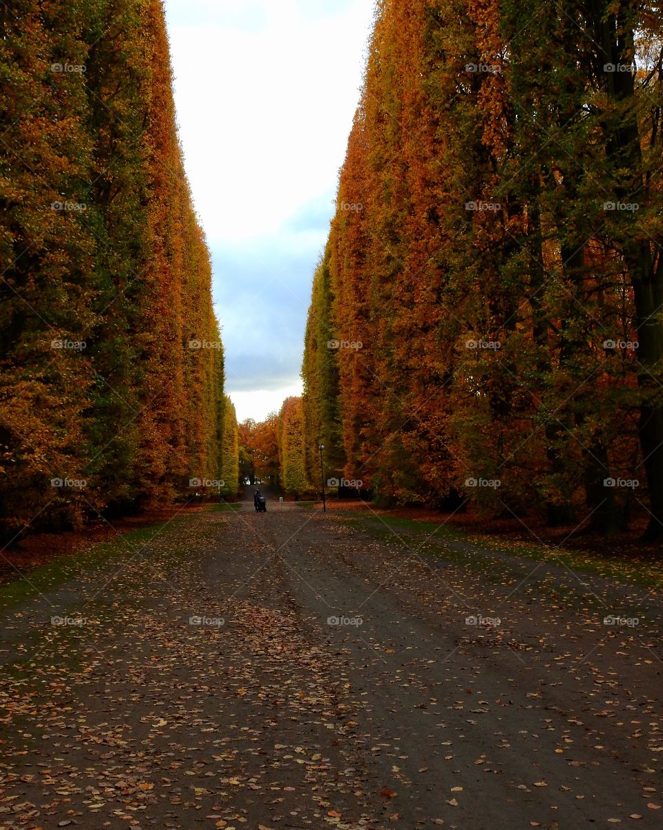 Autumn in the park