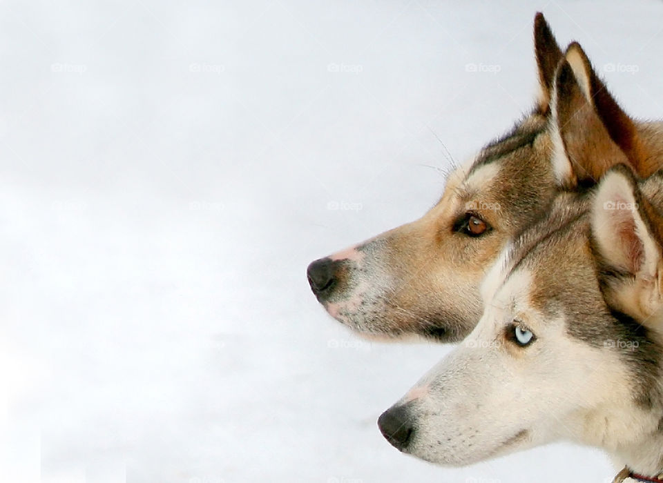 Close-up of two husky dog head