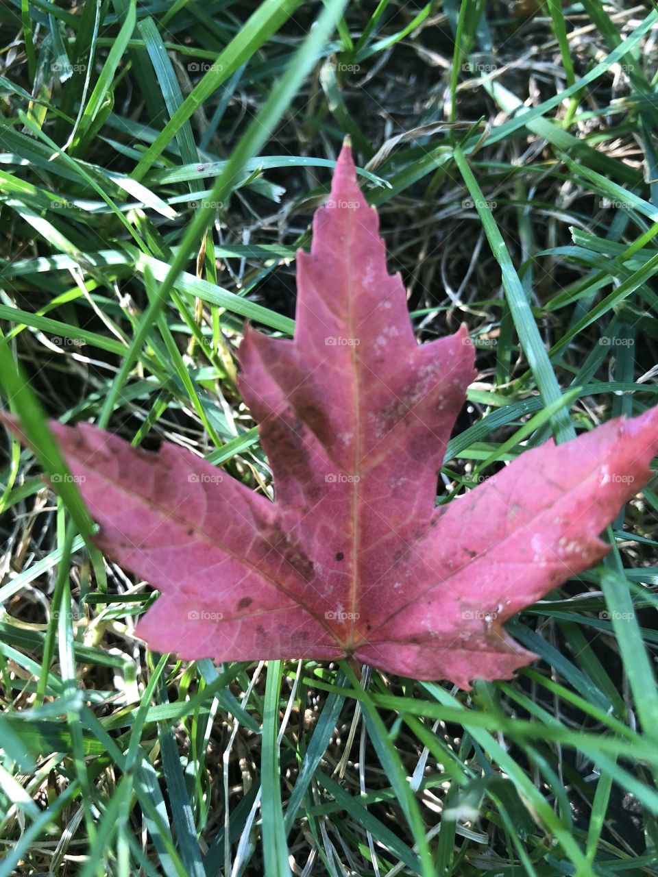 Maple leaf