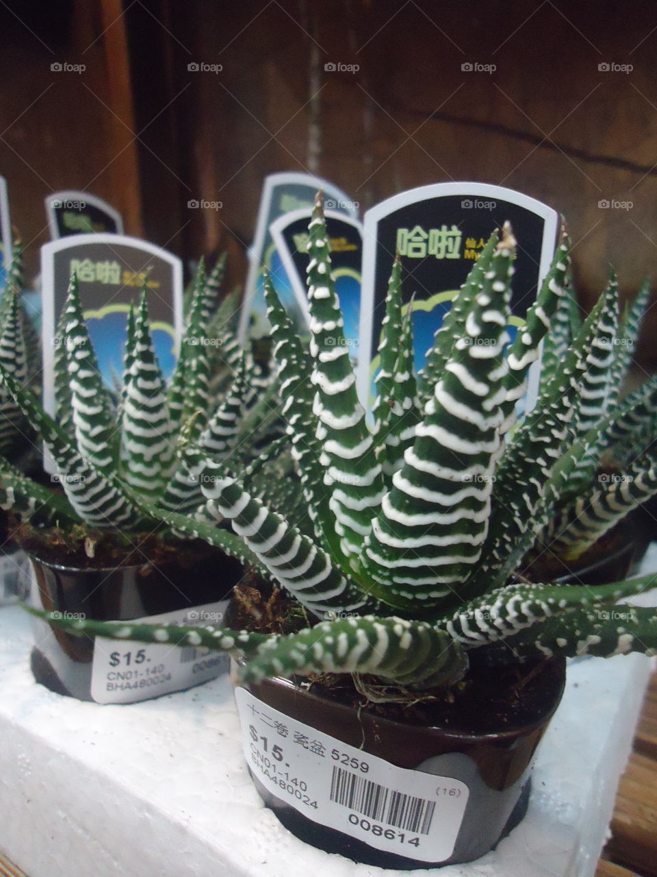 cactus. variety of cactis for sale in hongkong when we were there
