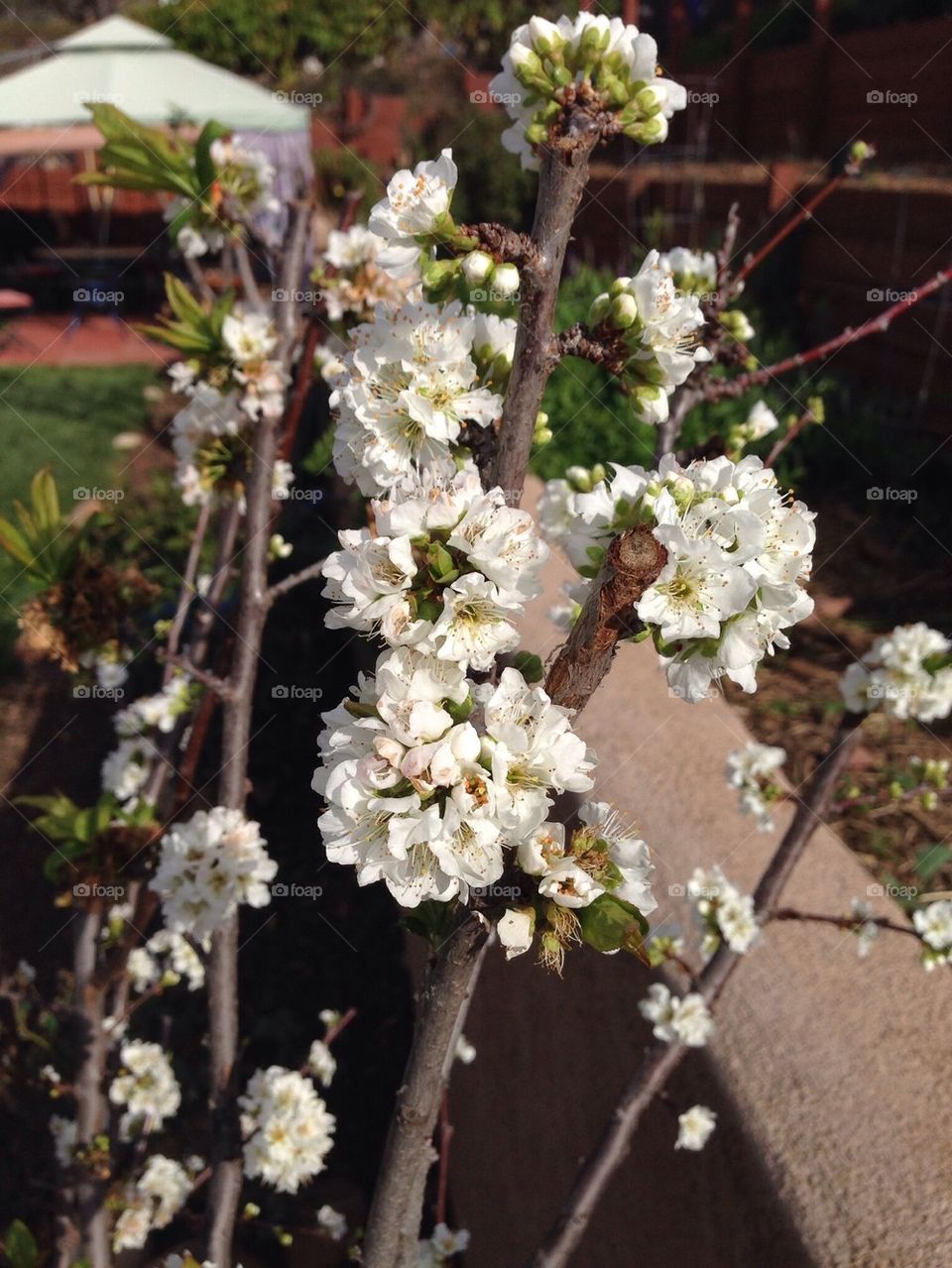 Plum Blooms