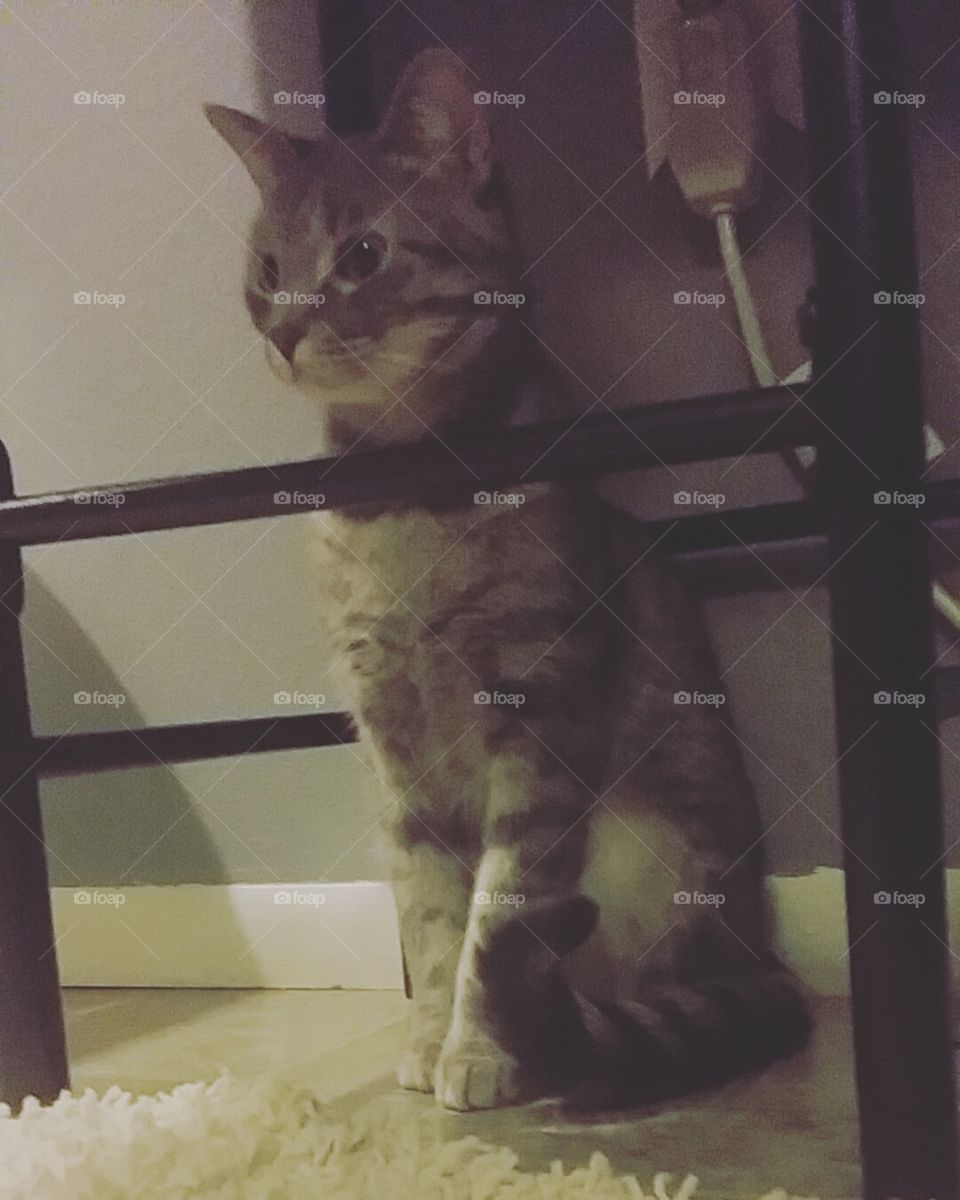 Kitty jail for this one!!