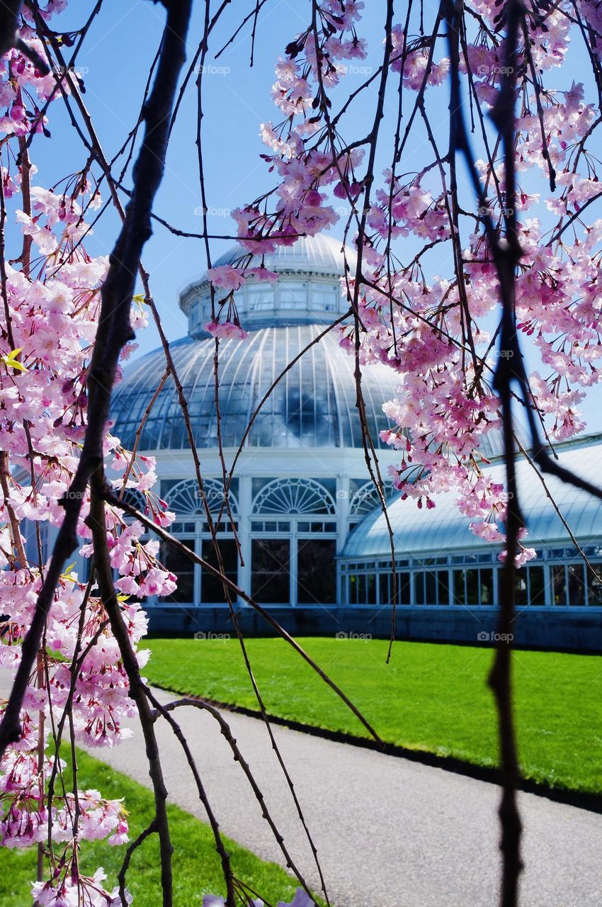 Flowering Japanese cherry branches frames the beautiful Victorian style glasshouse in the New York Botanical garden signaling; Spring is here!