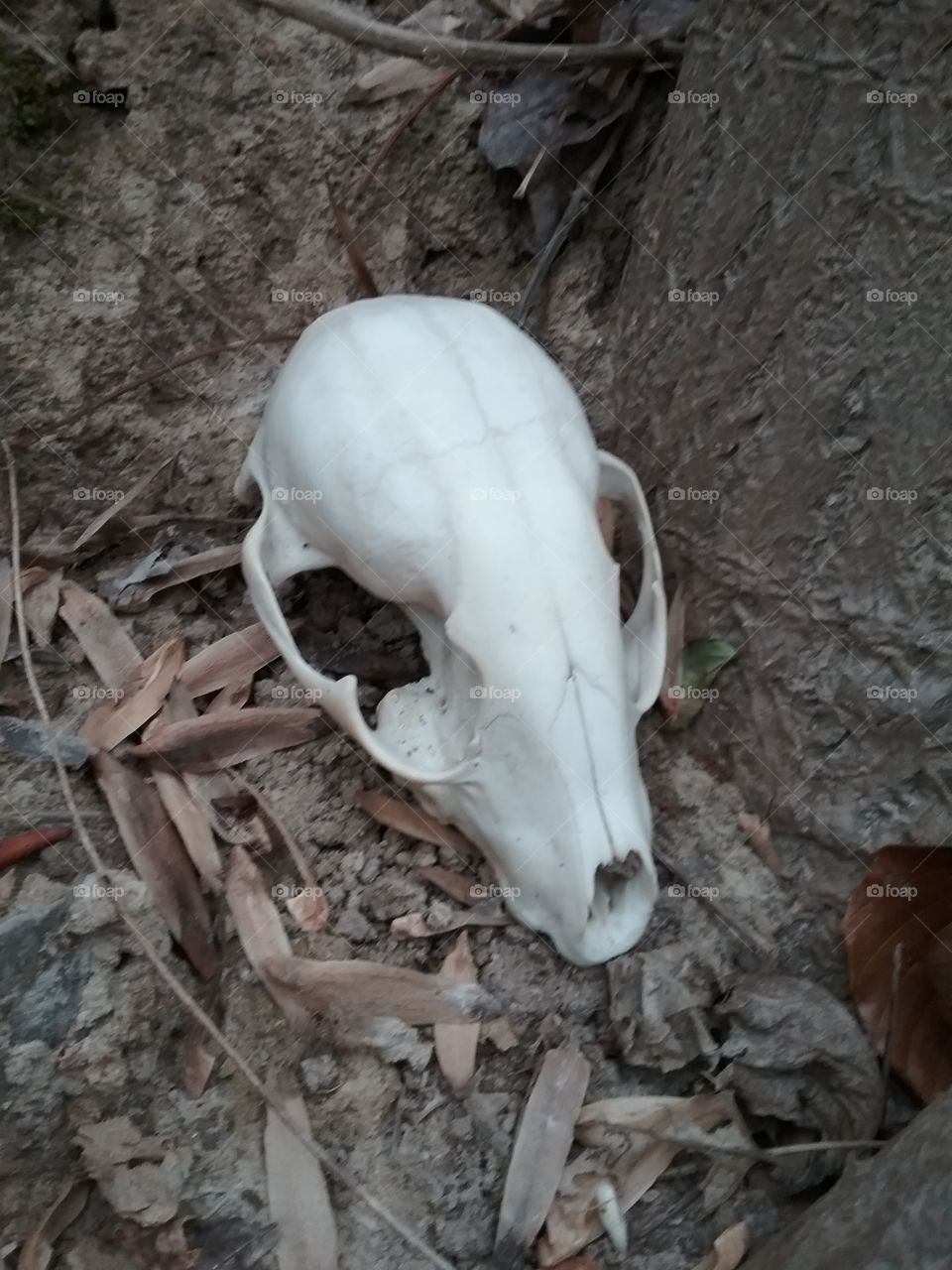 Bleached skull