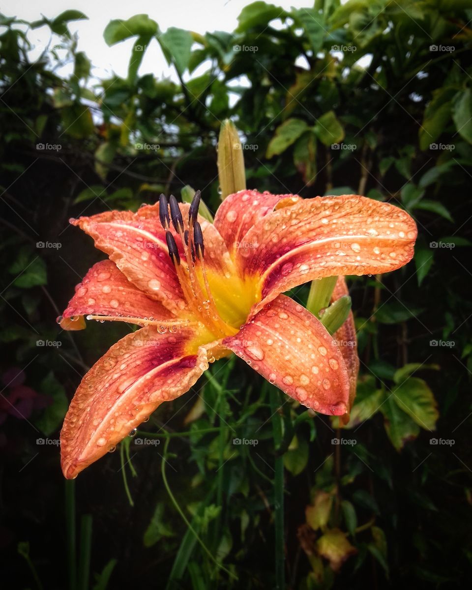 whenever it rains... i fell You 💚🍀🌺❤