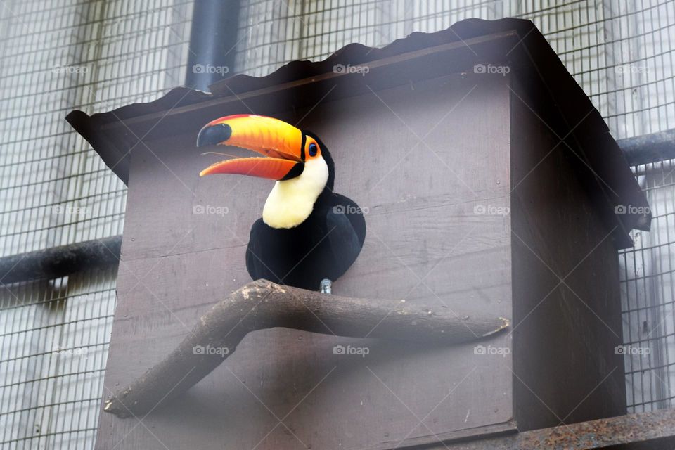 toucan bird sitting tree roots at zoo