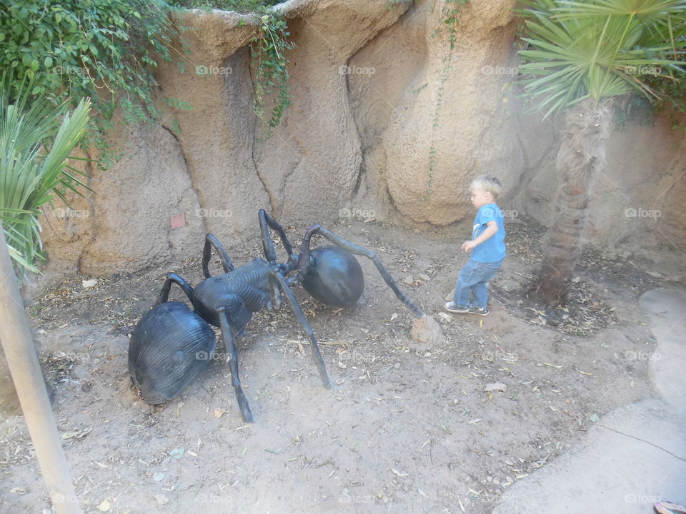View of fake ant and boy