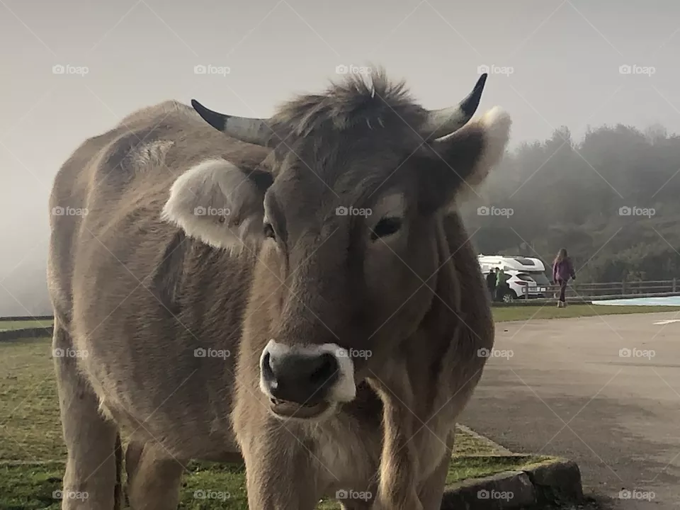 Cow