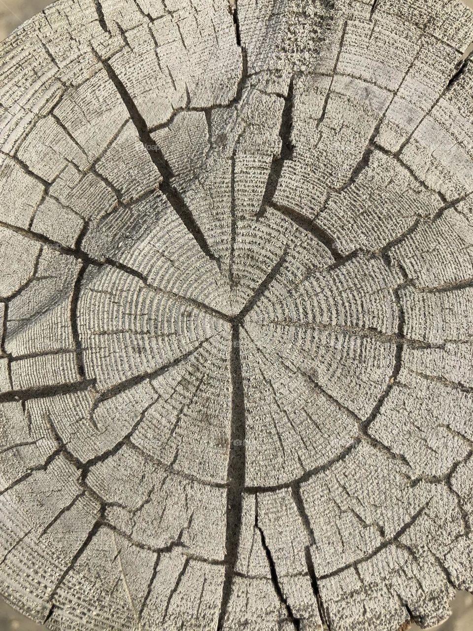 Most natural circles - tree’s 