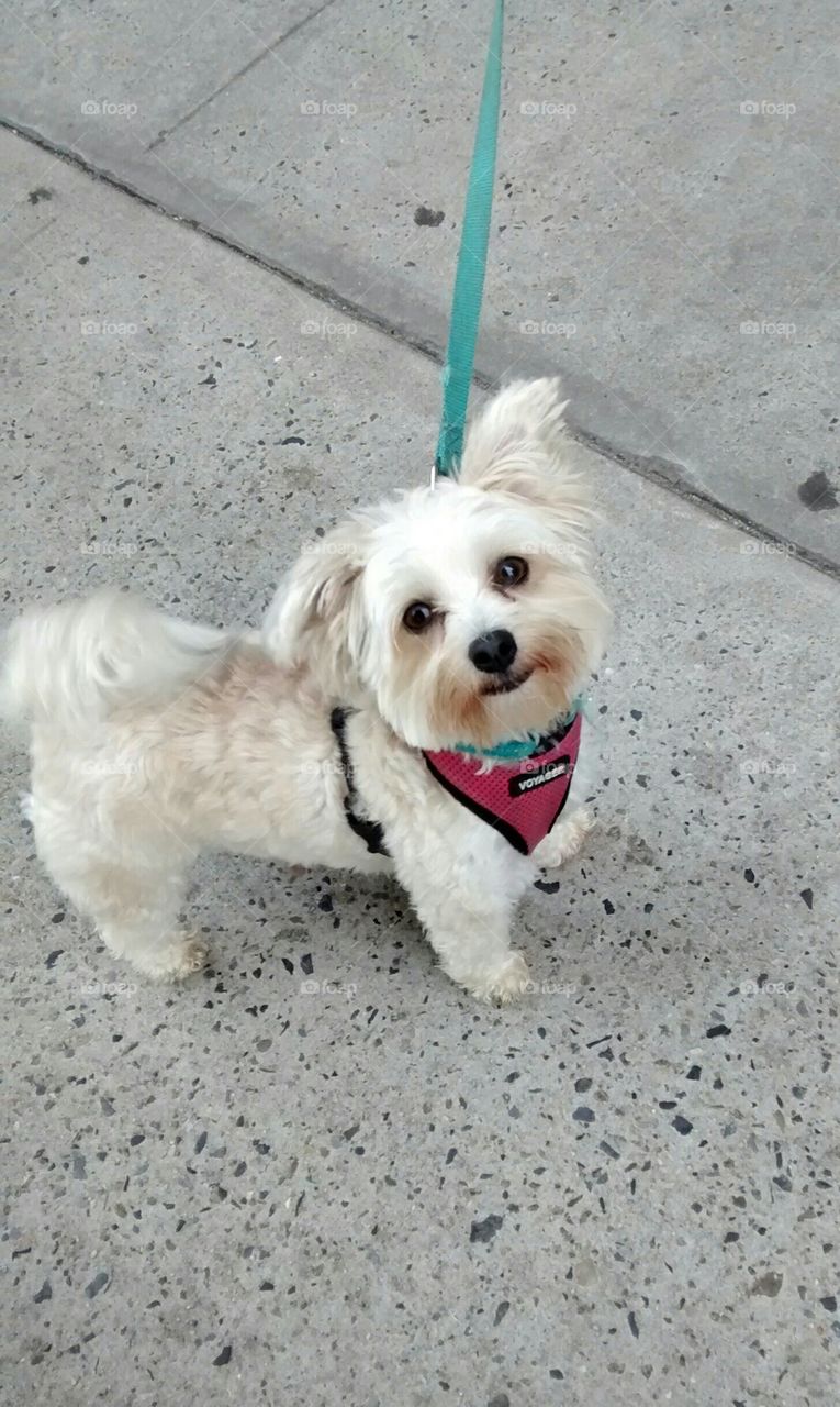 Smiling Dog on Streets of New York