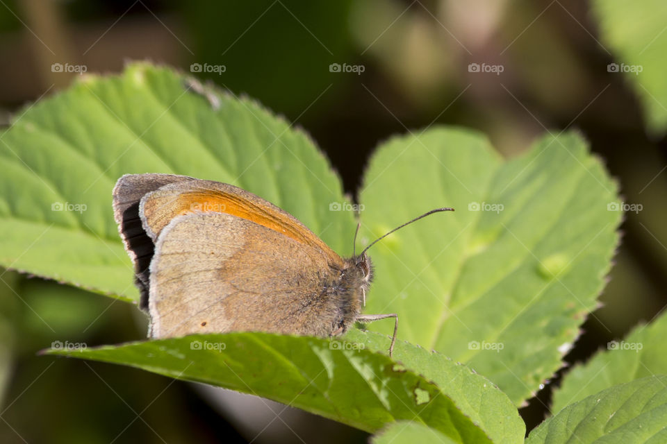 Butterfly on leaf 