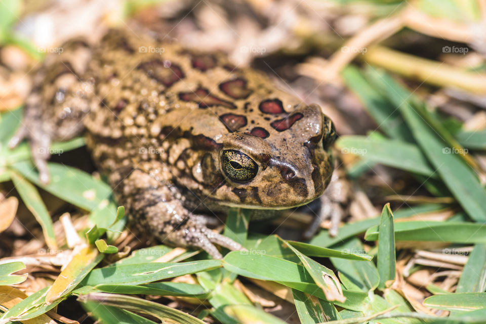 Close up of an african common toad