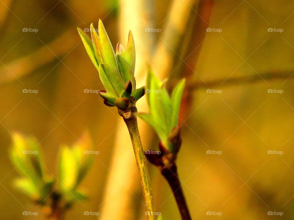 Spring bud