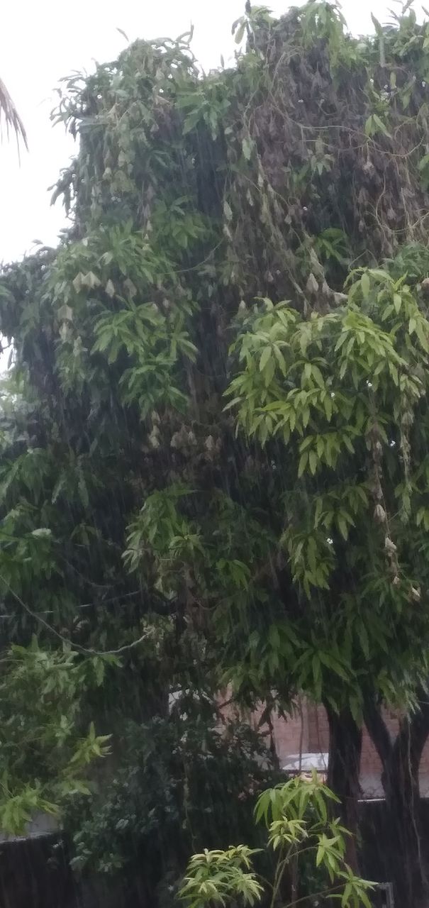 rainy season