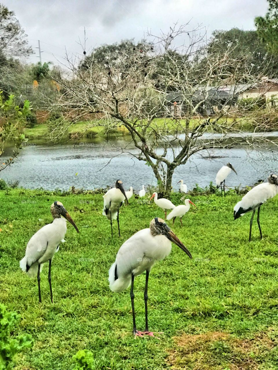 Wood storks and ibises. 