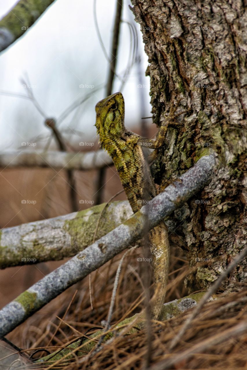 Camuflage reptile in the wild