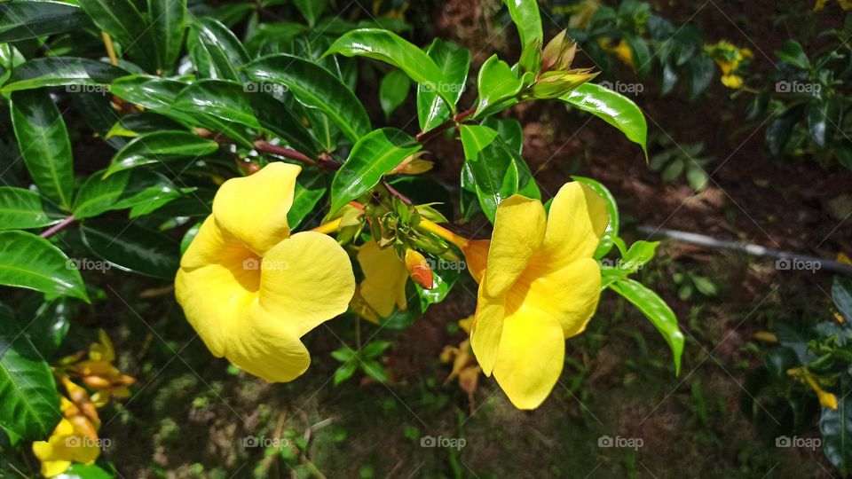 Yellow flower on the garden