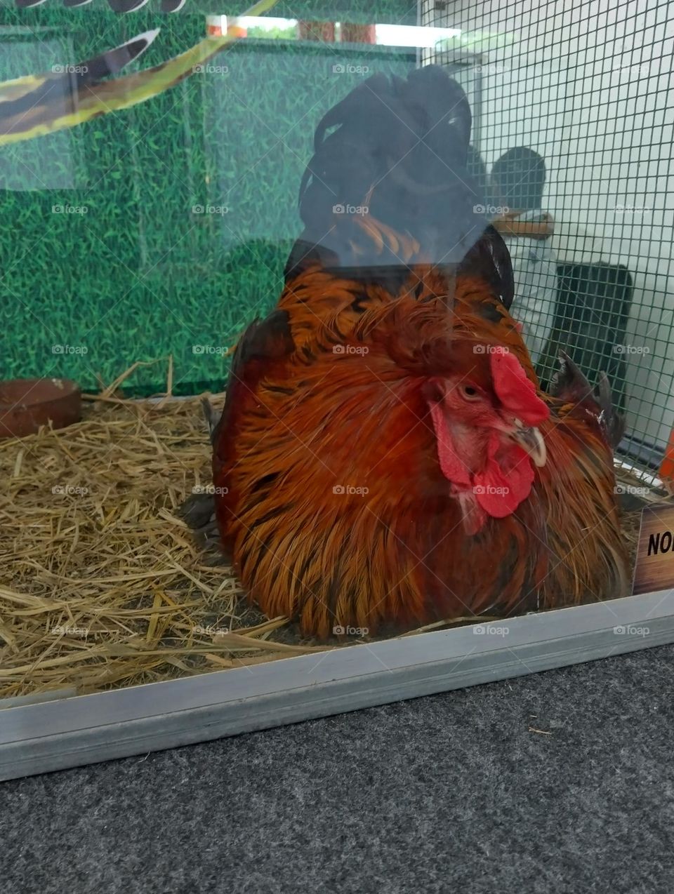 A large type of hen.