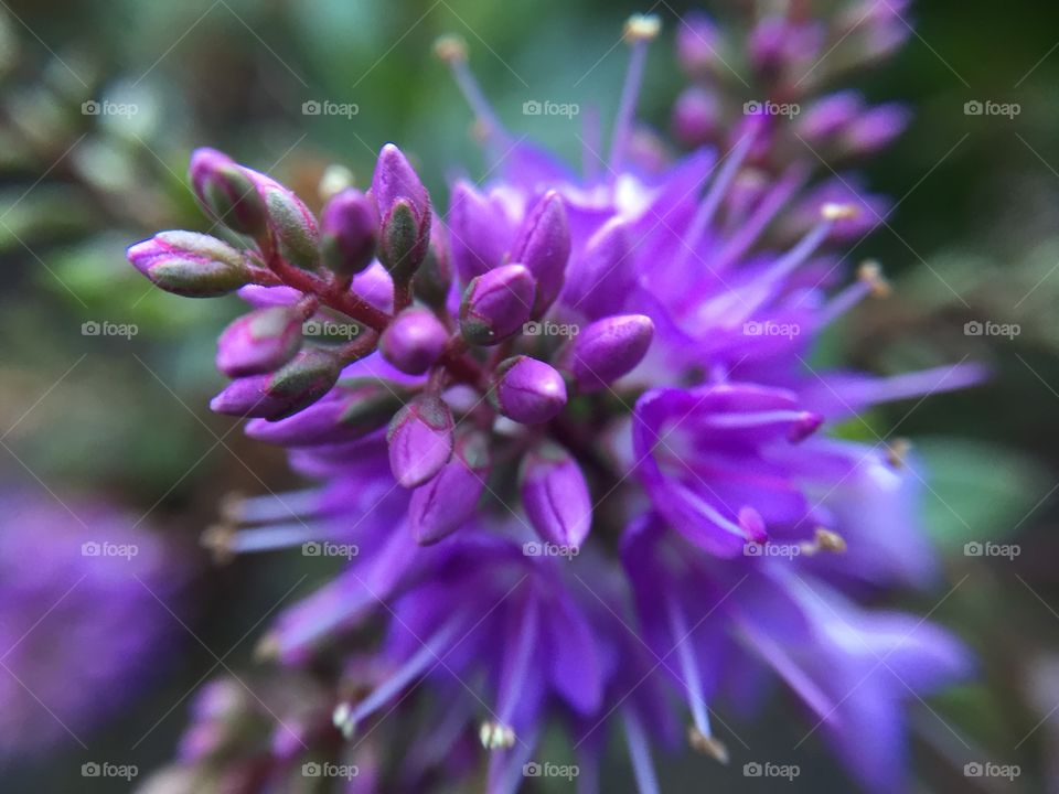 Pretty purple flowers in macro