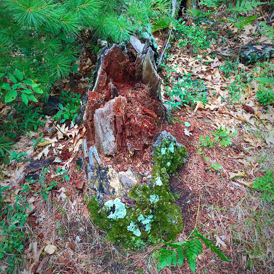 Decomposing Stump. This photo was taken from the top of Mill Bluff at Mill Bluff State Park in Camp Douglas, Wisconsin.
