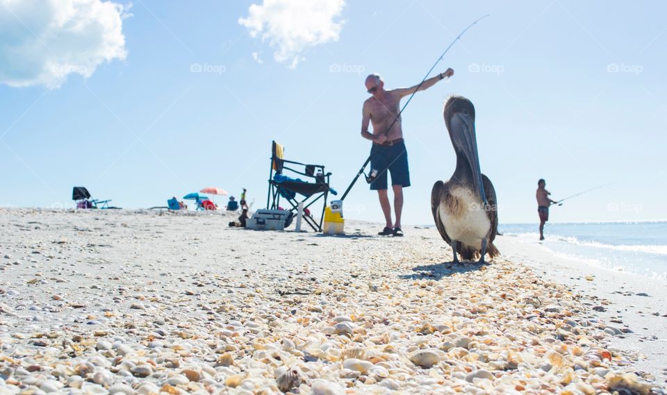 Chill with pelicans 