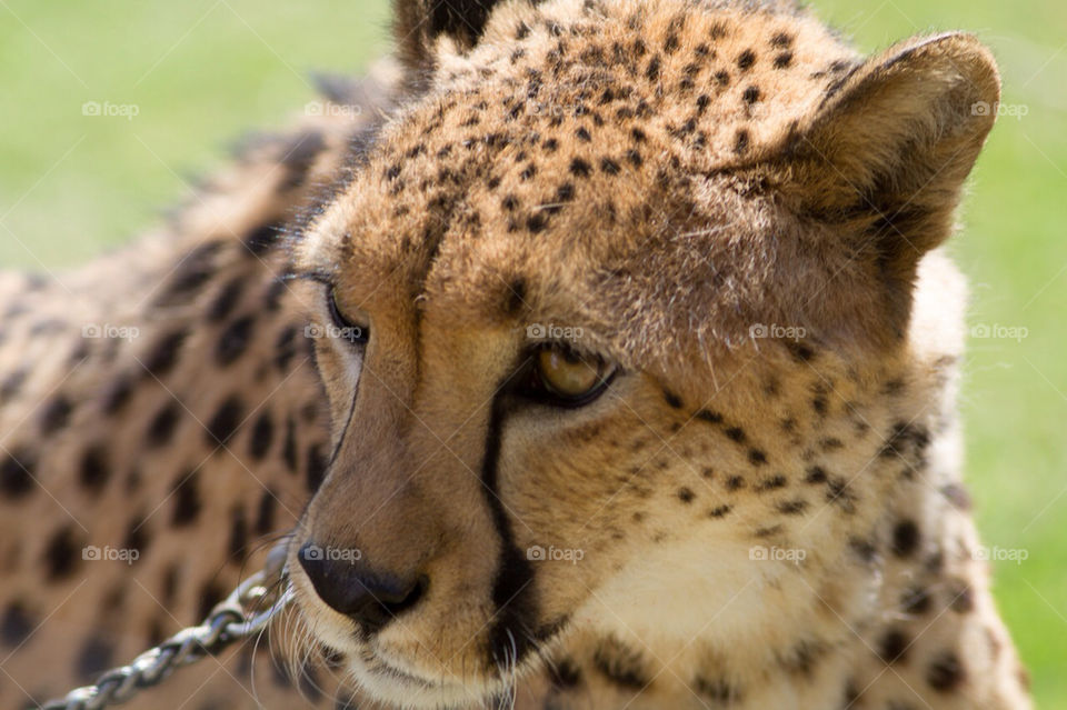 animal zoo wild cheetah by skeenan