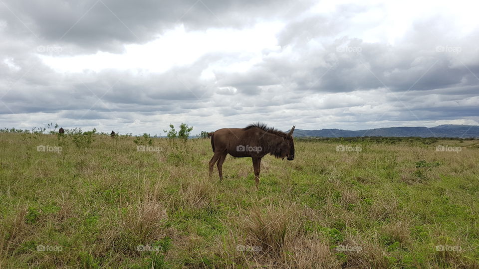 african landscape with grazing wildebeest