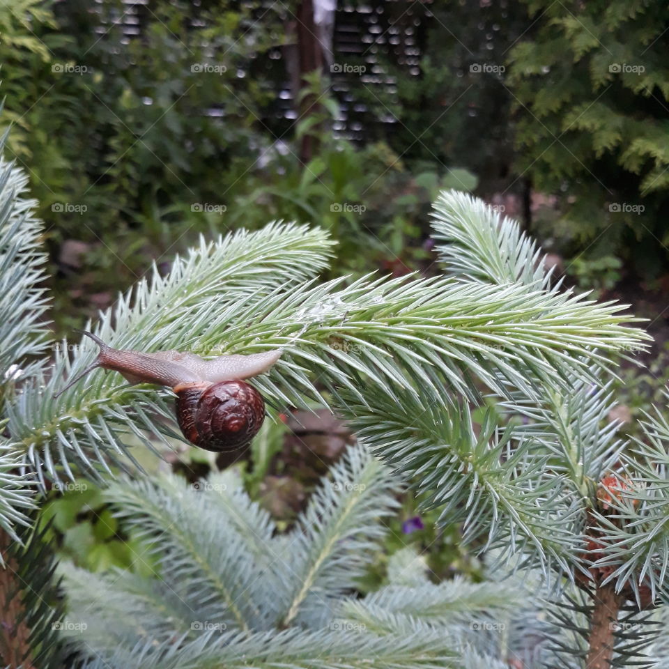 garden snail on a pine branch
