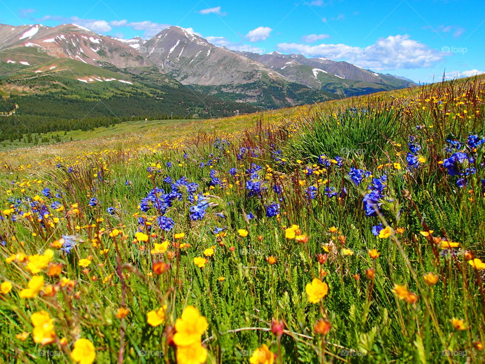 Hiking in the wildflowers in Colorado mountains