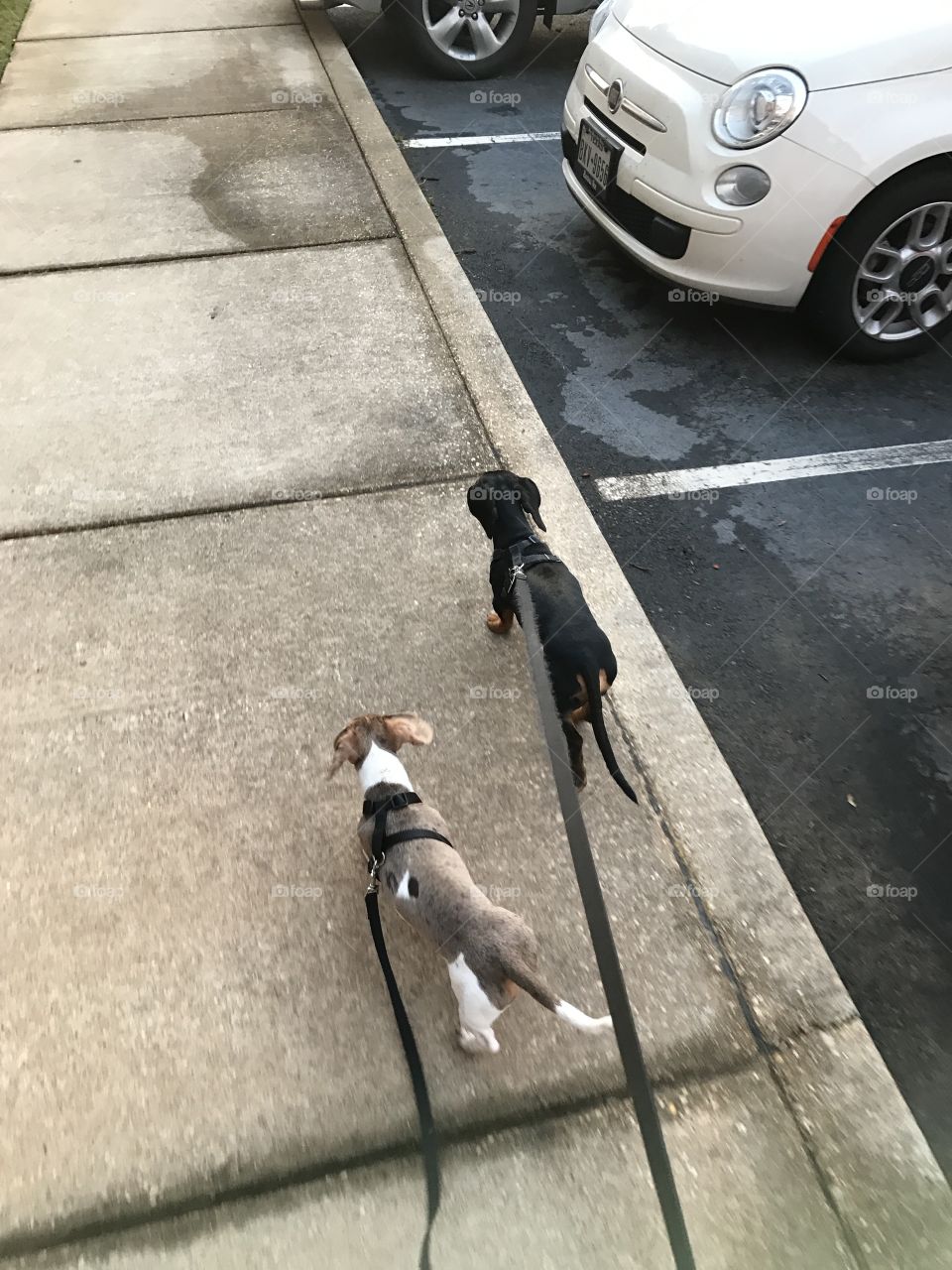 Elliott &Trevor go for a walk 