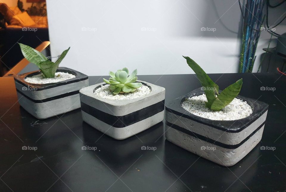 decorative cement containers for any green or flower plant