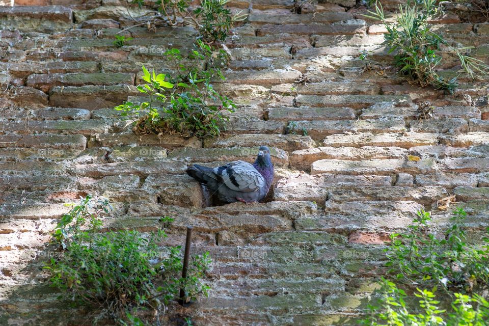 pigeon and nest in stone wall