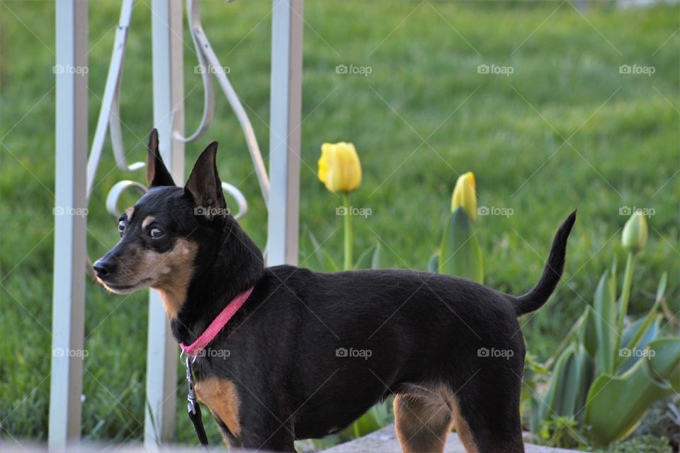 Spring walk with your dog