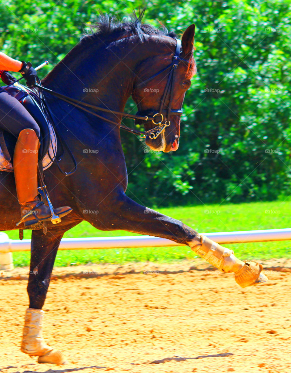 Dressage horse