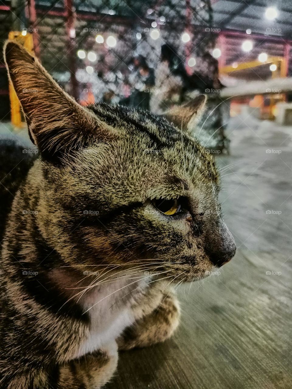 Stray cat keep calm on the alley