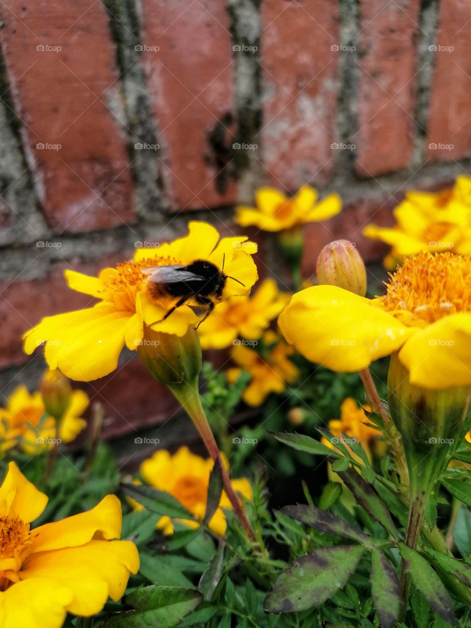 Bumblebee pollinating a yellow flower in summer.