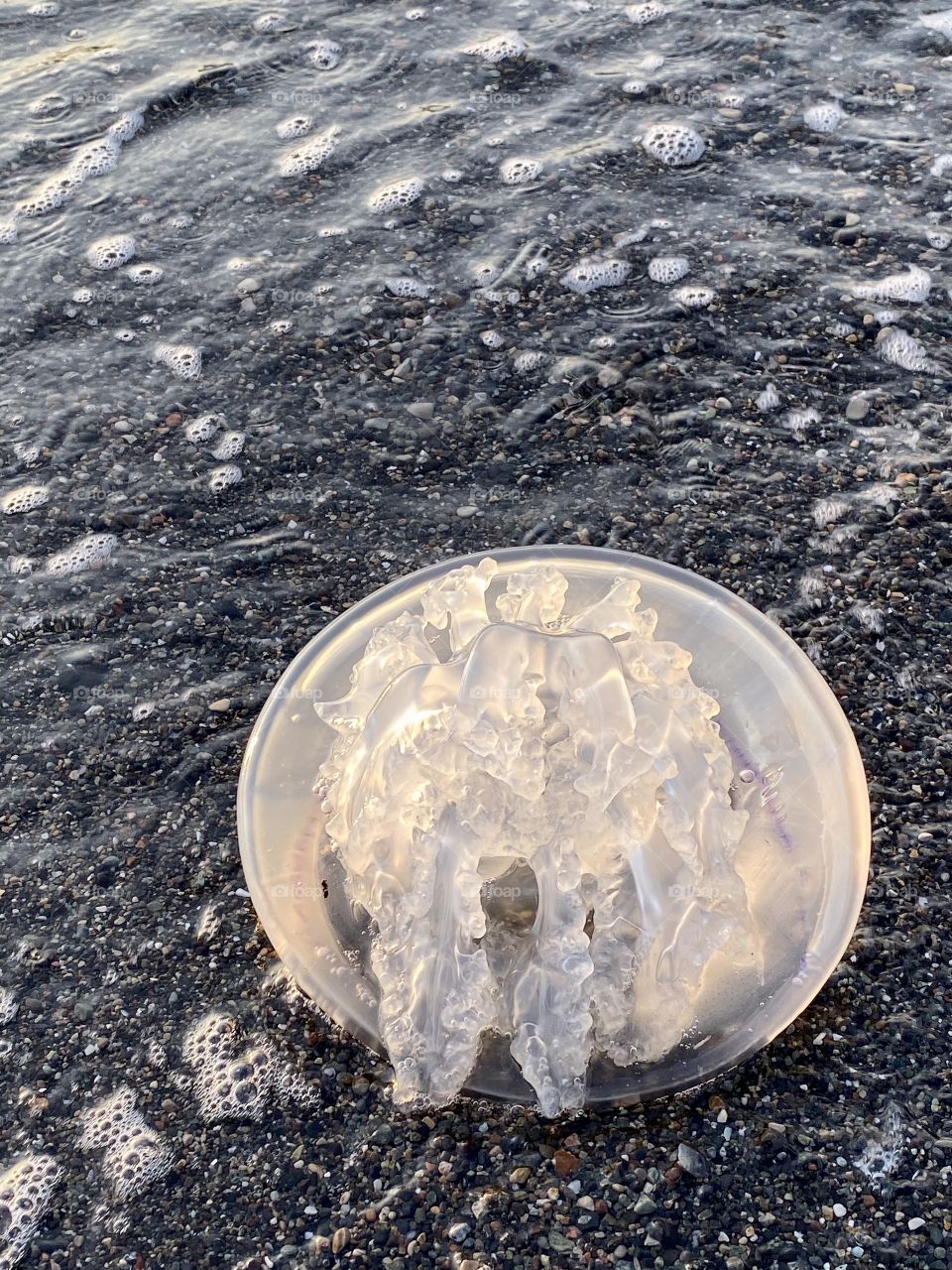 Jellyfish washed onto a beachhead