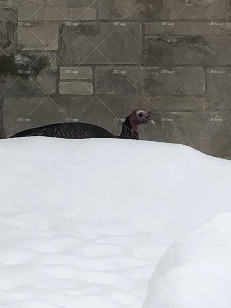 Winter bird watching