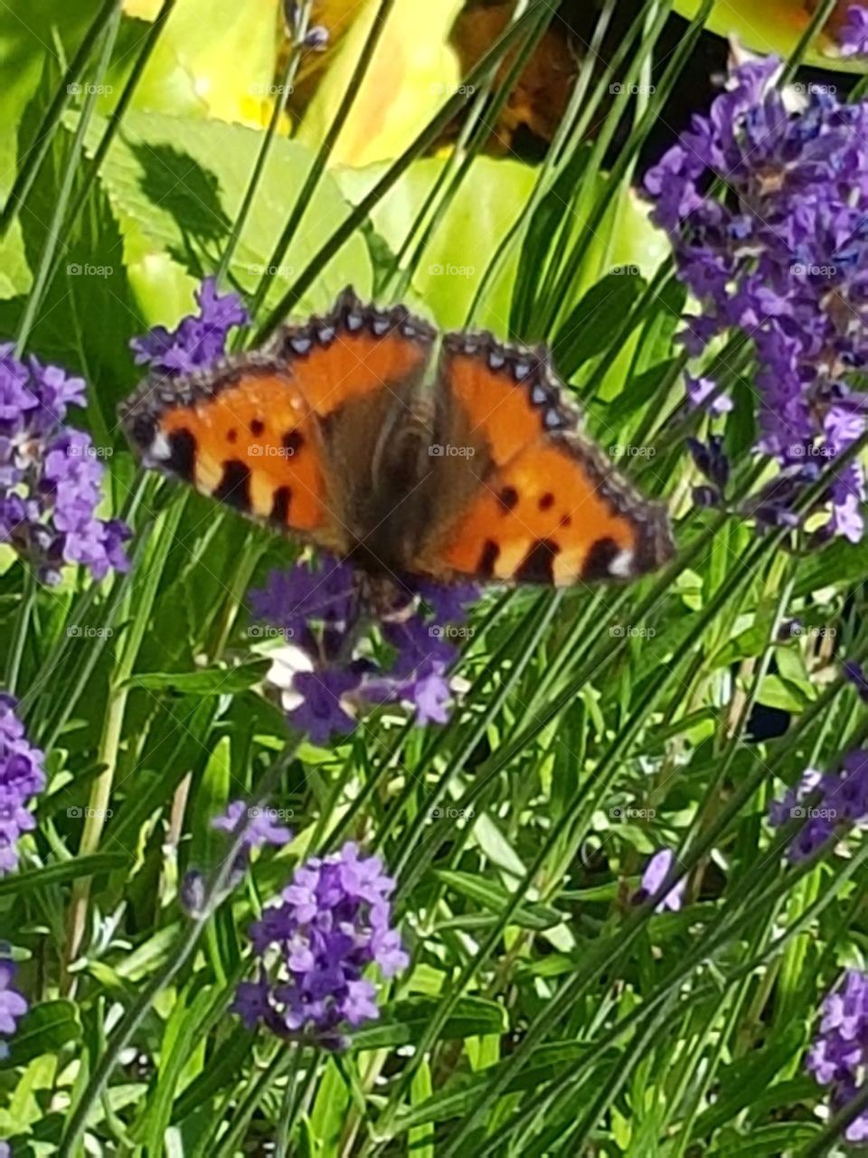 butterfly loves lavender