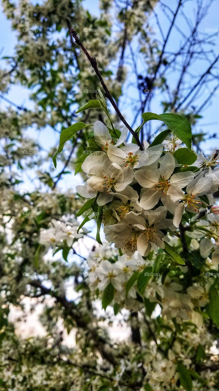 Flowering crabapple tree. Central Indiana