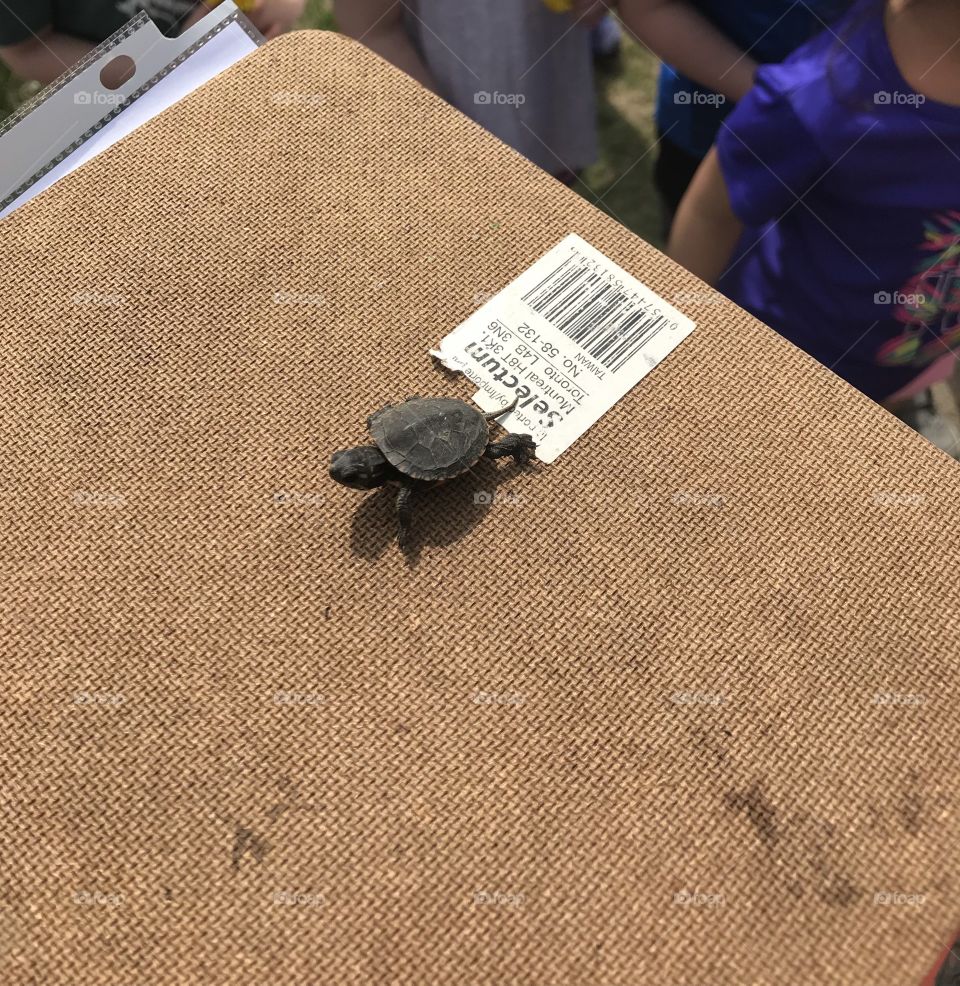 Baby turtle 