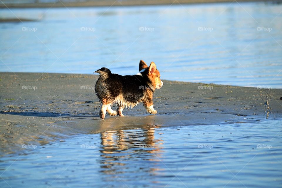 Puppy on beach