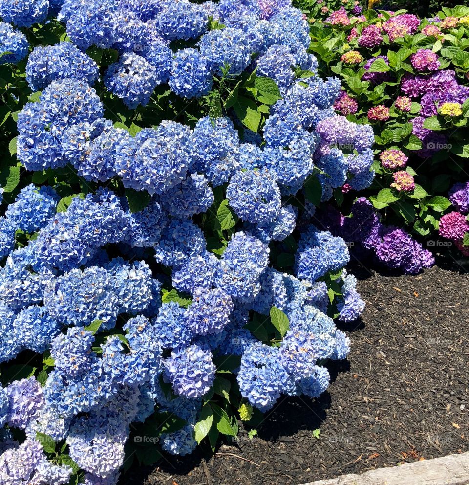 Hydrangeas in different colors