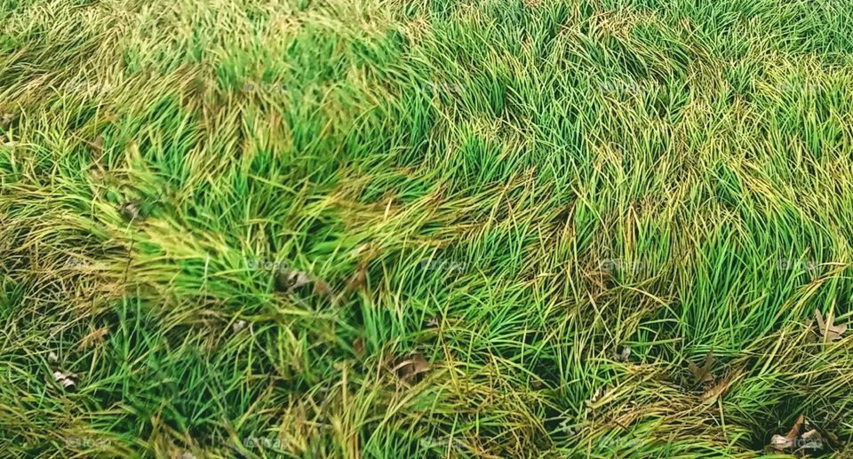 Messy grass