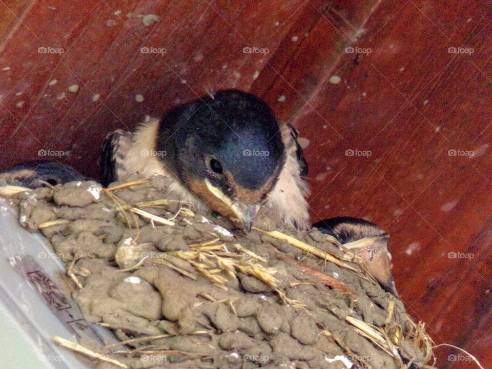 Schwalben im Nest