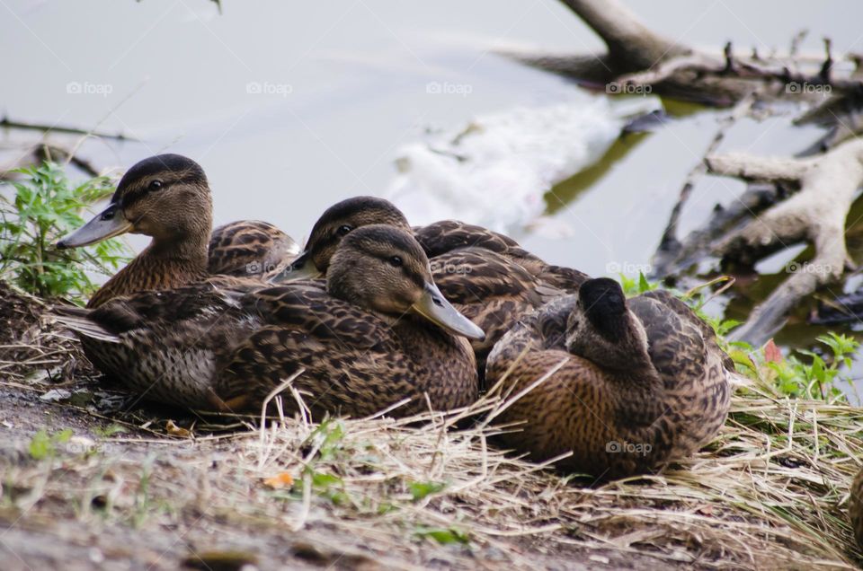 Young ducks on the shore.